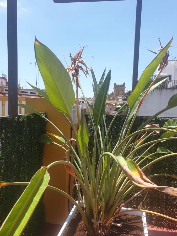 Dona Lola Corner Appartement *